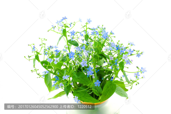 忘記我沒有的花束