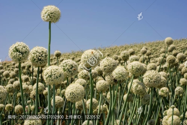 花卉中的洋蔥場