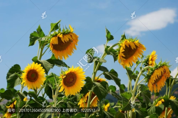 向日葵