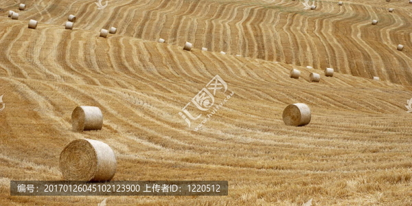 收獲后