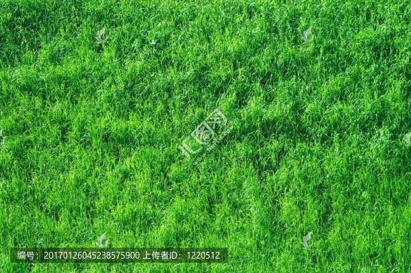 草