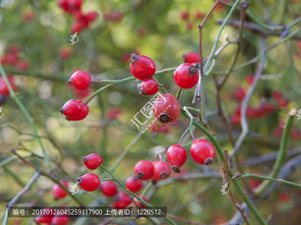 玫瑰-匯圖網(wǎng) www.fosd68.com 玫瑰