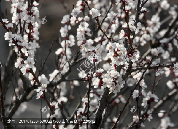 春天-匯圖網(wǎng) www.fosd68.com 春天