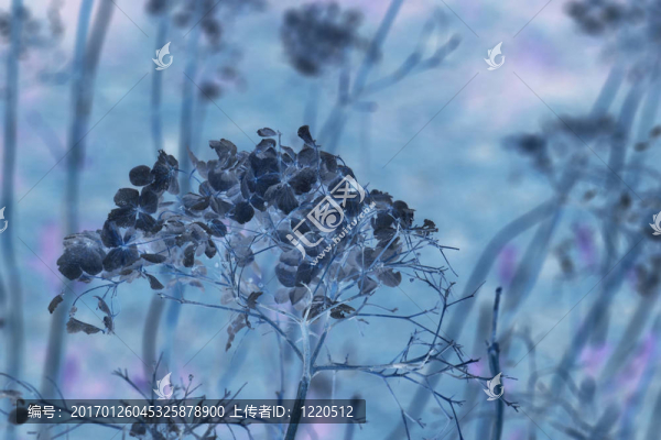 藍色的干花