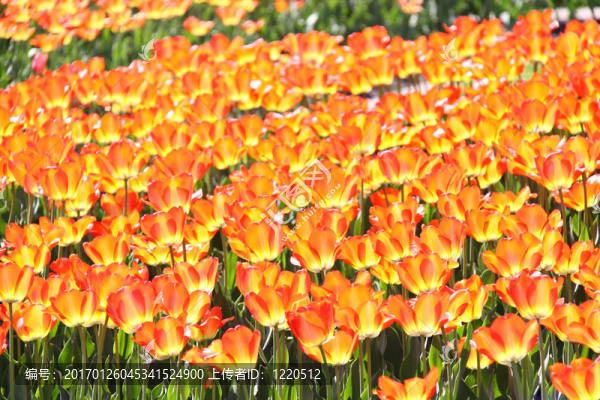 明亮的橙色tullips