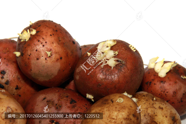 生土豆在碟上孤立