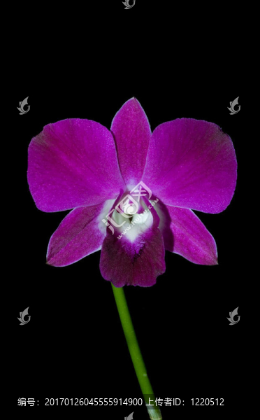 夜蘭花梗