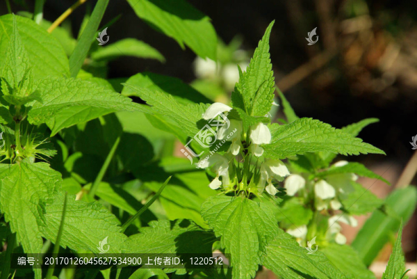 deadnettle,01