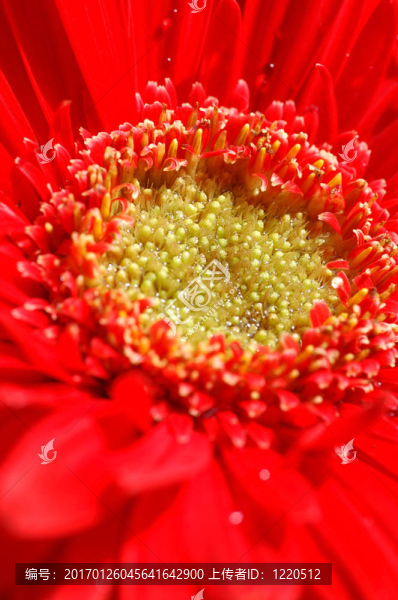 紅太陽(yáng)