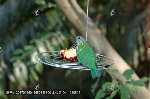綠鳥喂