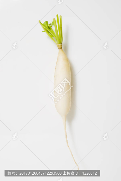 白蘿卜
