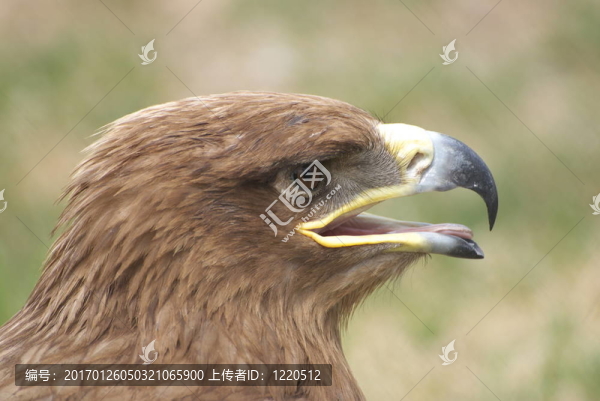 鷹