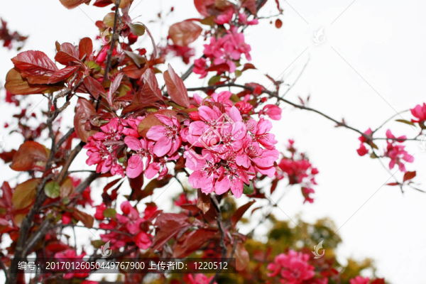 櫻桃樹(shù)開(kāi)花