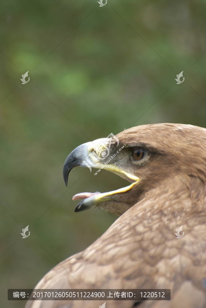 鷹
