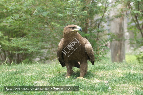 鷹