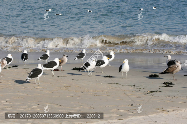 海鷗