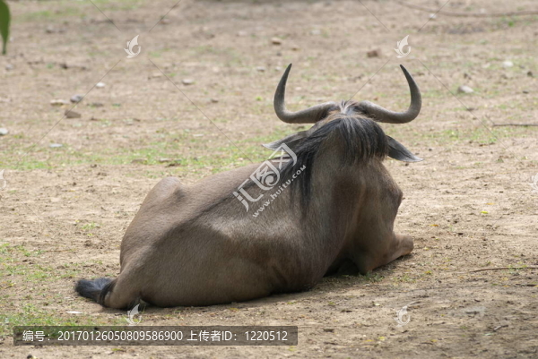 GNU