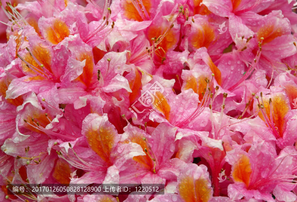 azalea,06