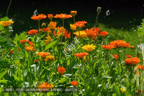 金盞花18
