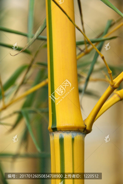 竹26
