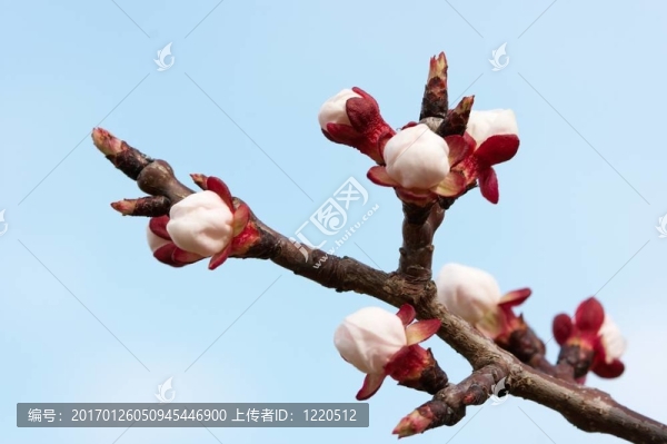 芽