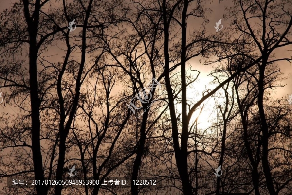黑暗的樹(shù)林