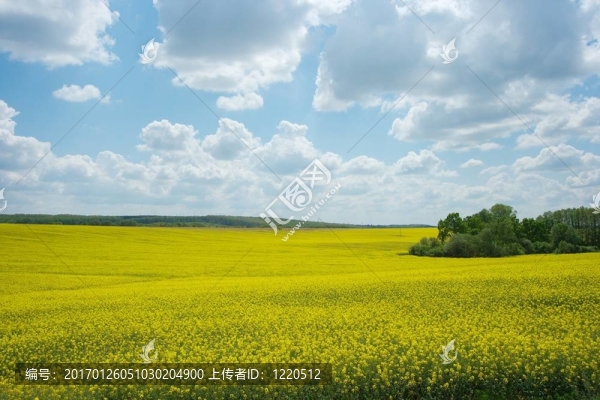 場