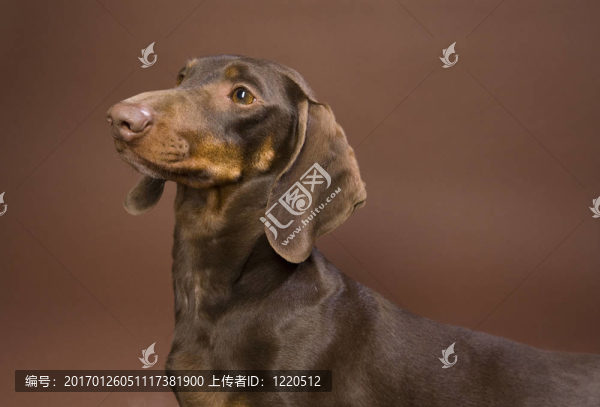 布朗臘腸