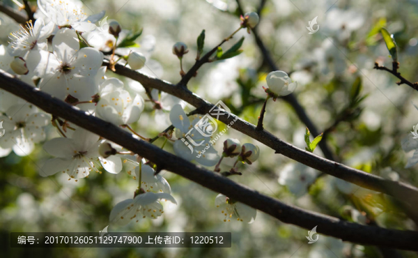 在blosssom櫻桃枝