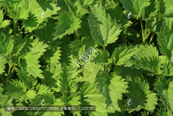 蕁麻03-匯圖網(wǎng) www.fosd68.com 蕁麻03