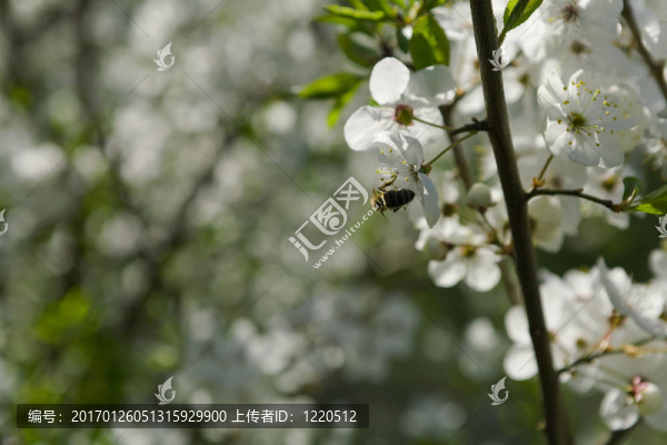櫻花盛開
