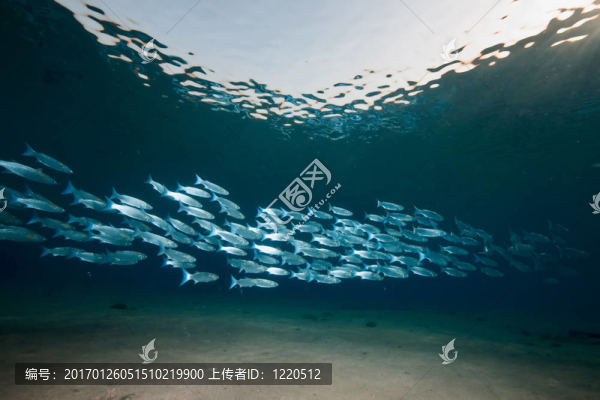 海洋；太陽(yáng)和foldlip,mullet