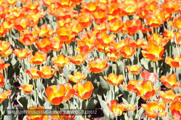 明亮的橙色tullips
