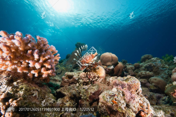 海洋；太陽和獅子魚