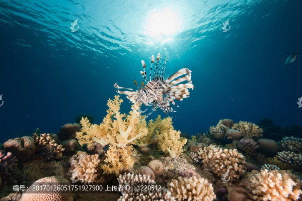 海洋；太陽和獅子魚