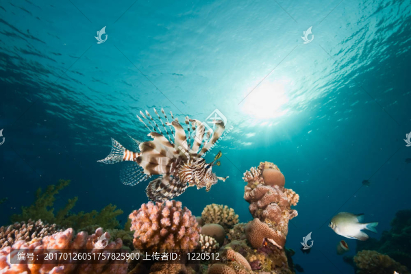海洋；太陽和獅子魚