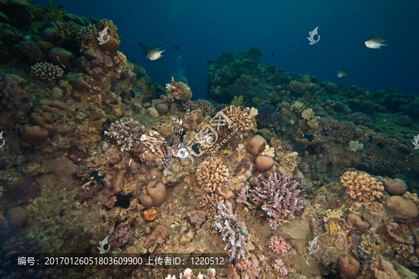 海洋；太陽(yáng)和獅子魚