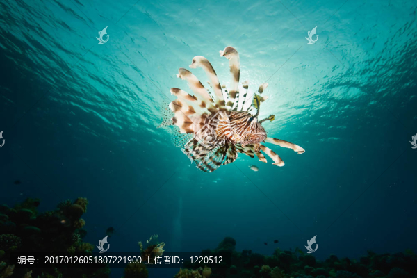 海洋；太陽和獅子魚