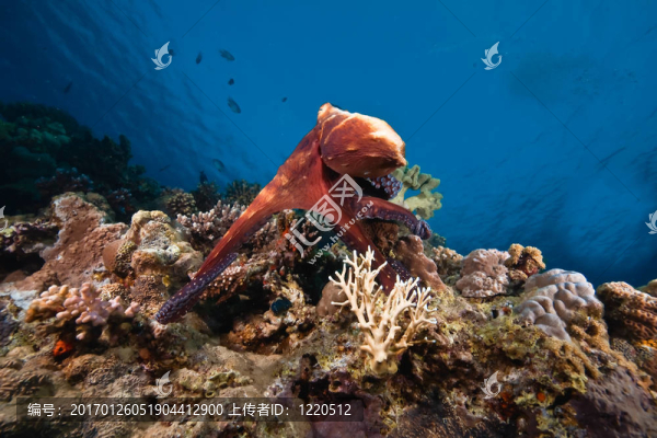 海洋；太陽和章魚