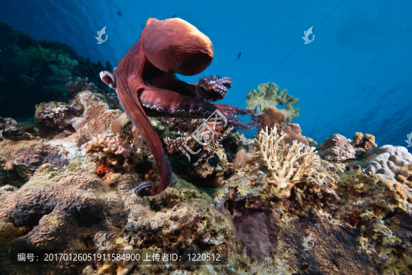 海洋；太陽和章魚