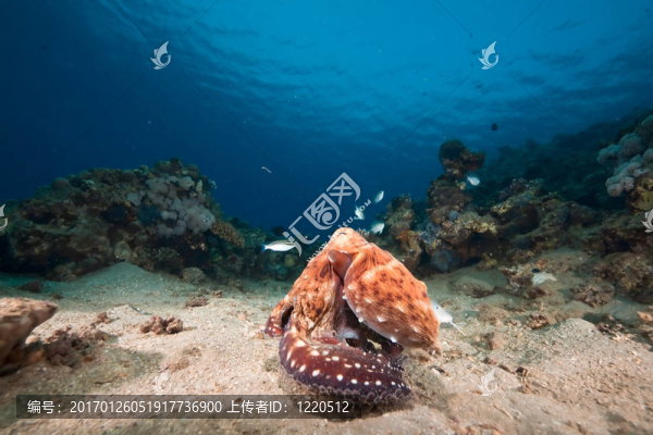 海洋；太陽和章魚