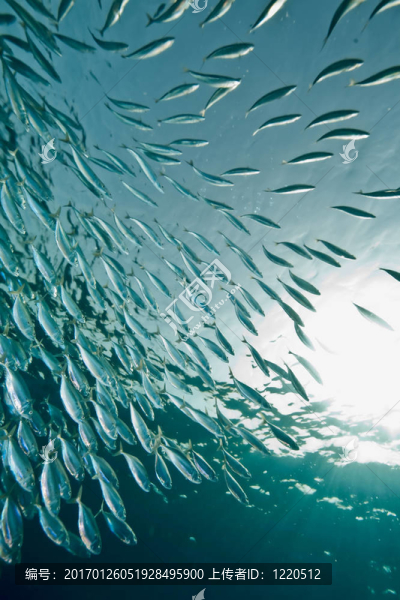 海洋；太陽和條紋的魚