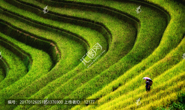 梯田