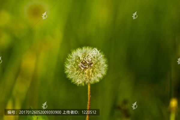 綠色的樹(shù)