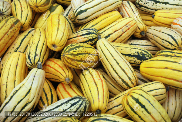 delicata壁球