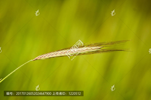 綠色的樹(shù)