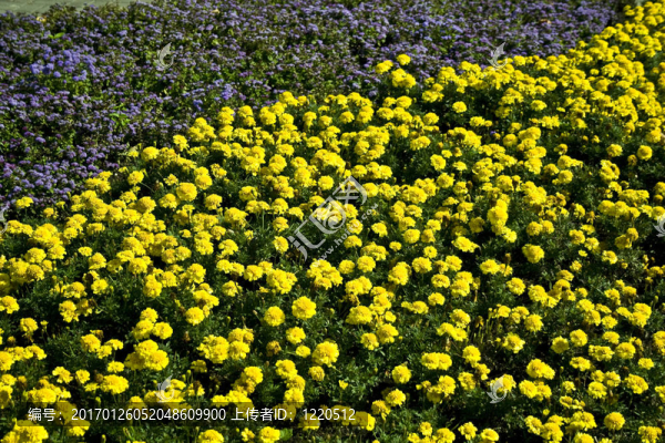 黃丁香花