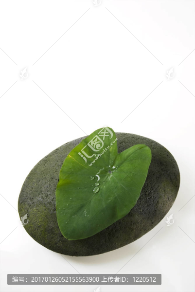 葉和Stone