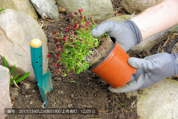 種植虎耳草bryoides,02