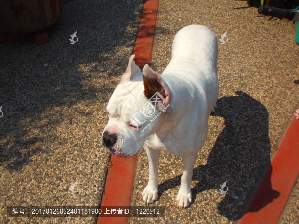 白色的拳師犬